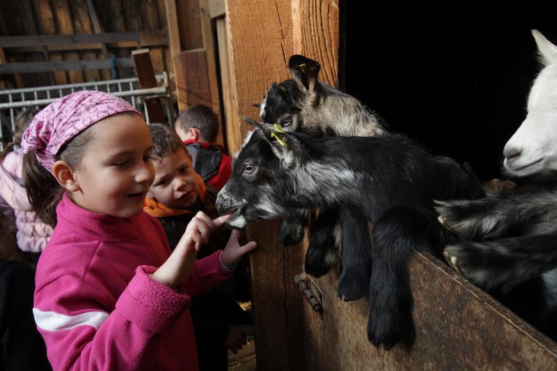 >Casgiu Casanu fait découvrir le métier de berger aux enfants (photo 4)