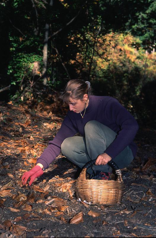 >Châtaignes : cueillette, séchage, moulin — Xavier Colombani (photo 21)