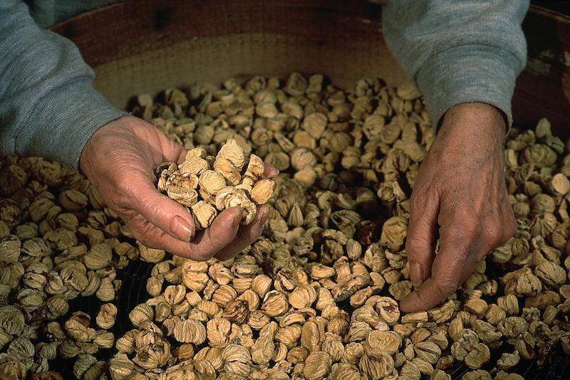 >Châtaignes : cueillette, séchage, moulin — Xavier Colombani (photo 60)