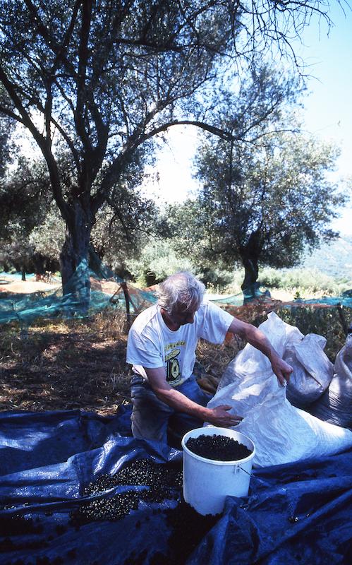 >Moulin à huile d’olive traditionnel (photo 3)