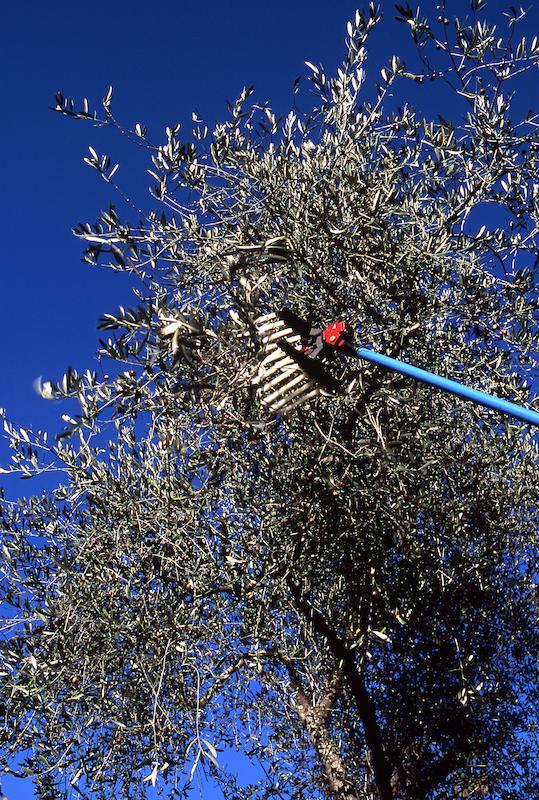 >Récolte des olives (photo 26)