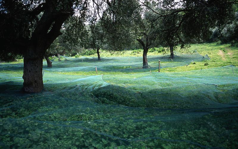 >Récolte des olives (photo 8)