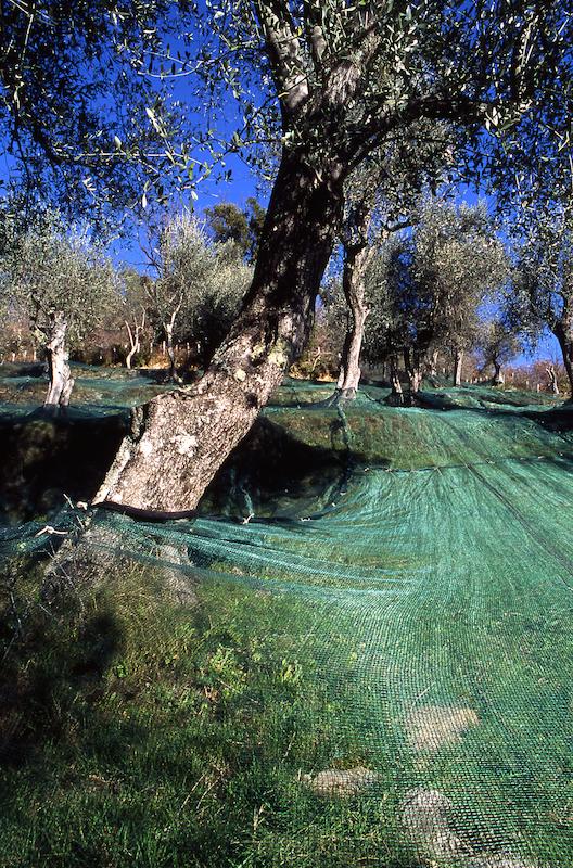 >Récolte des olives (photo 5)