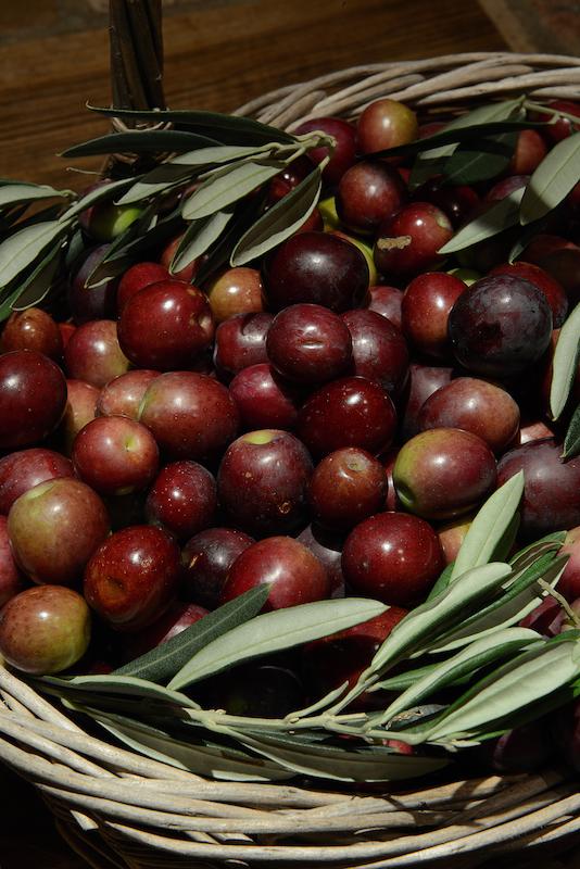 >Moulin à huile d’olive traditionnel (photo 8)
