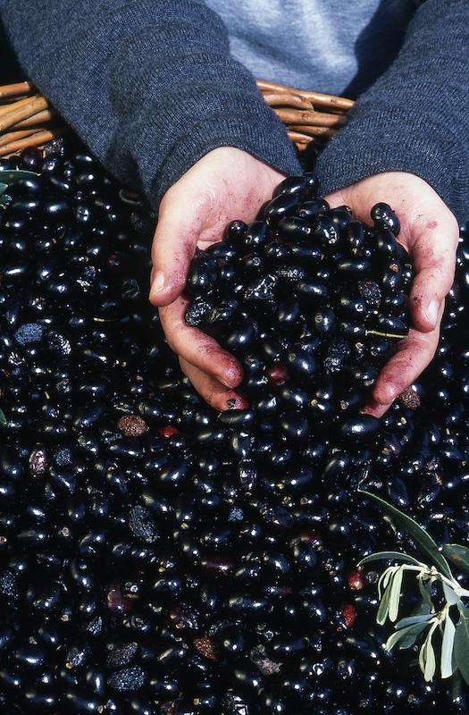 >Récolte des olives (photo 19)