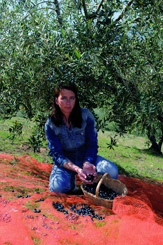 >Récolte des olives (photo 15)