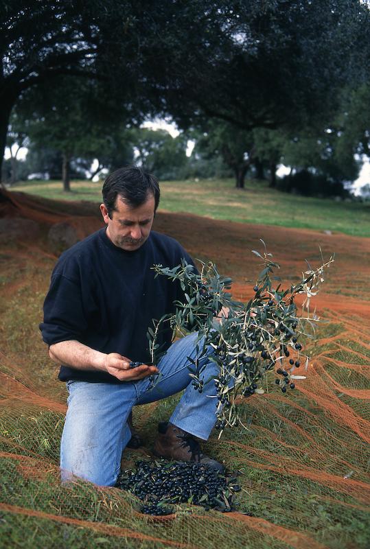 >Récolte des olives (photo 14)