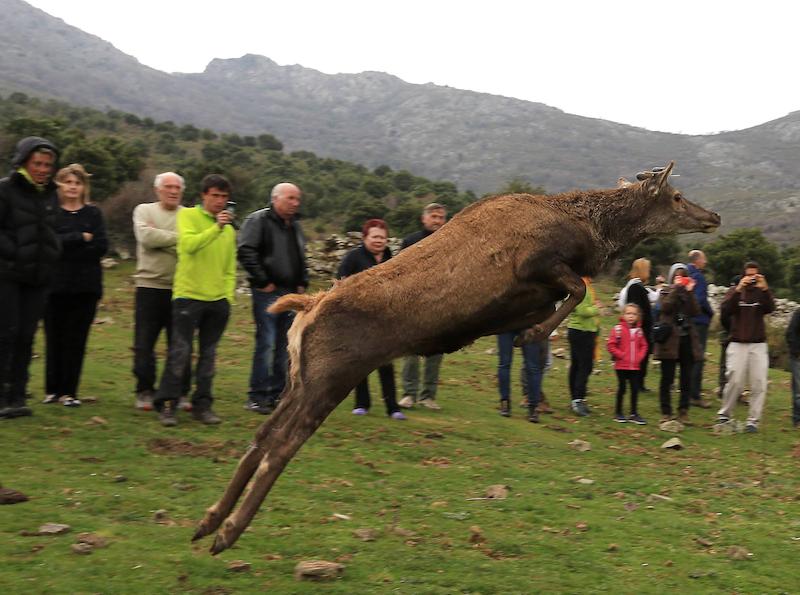 Lâcher de cerfs (photo 6)
