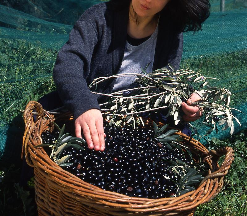>Récolte des olives (photo 18)