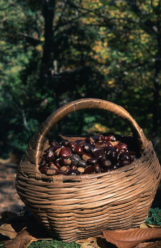 >Châtaignes : cueillette, séchage, moulin — Xavier Colombani (photo 27)