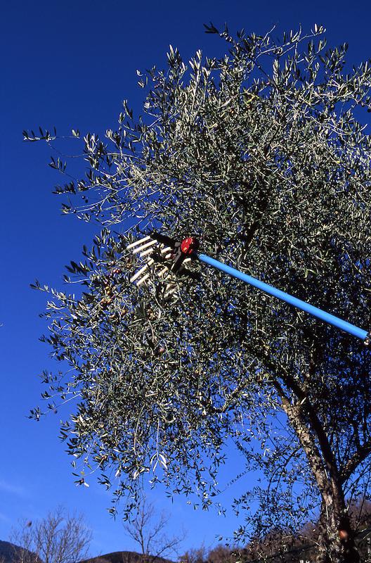>Récolte des olives (photo 25)
