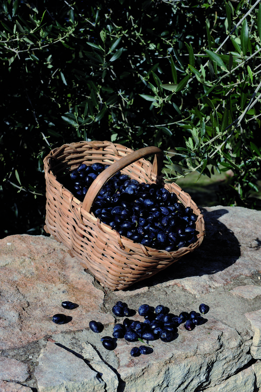 >Récolte des olives (photo 21)