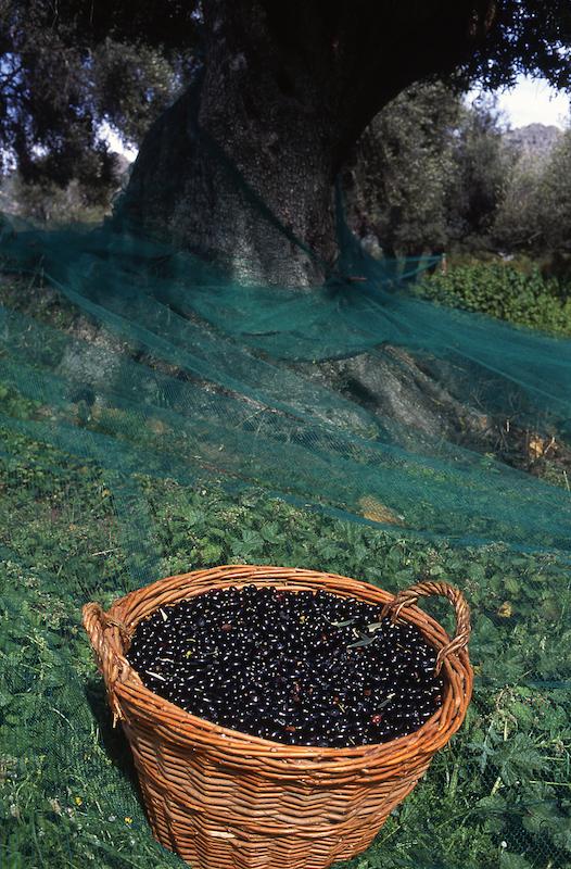 >Récolte des olives (photo 20)