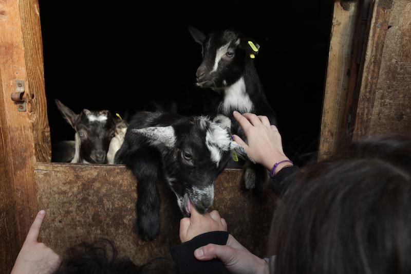 >Casgiu Casanu fait découvrir le métier de berger aux enfants (photo 5)