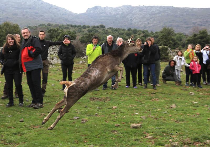 Lâcher de cerfs (photo 7)