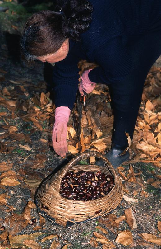 >Châtaignes : cueillette, séchage, moulin — Xavier Colombani (photo 19)