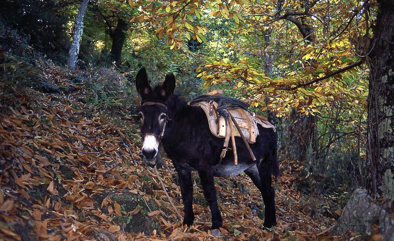 >Coutelier — Pol Demongeot (photo 1)