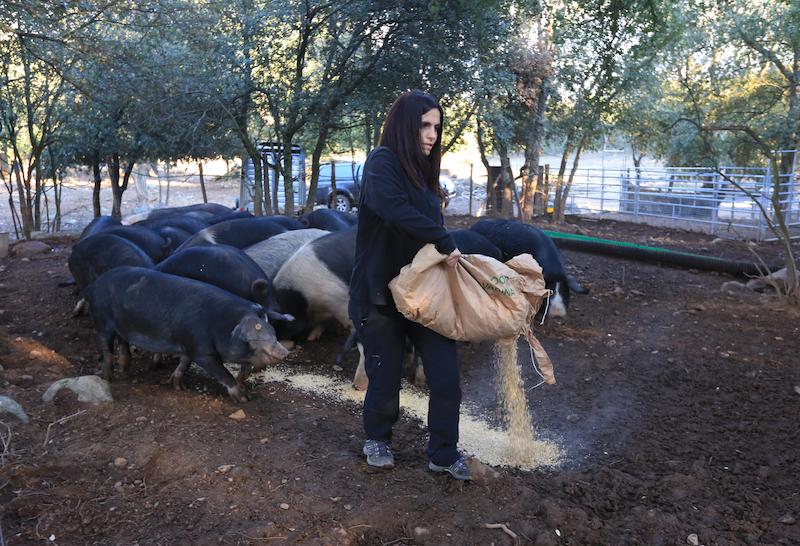 >Fabrication du figatellu et des saucisses par Magalie Ori