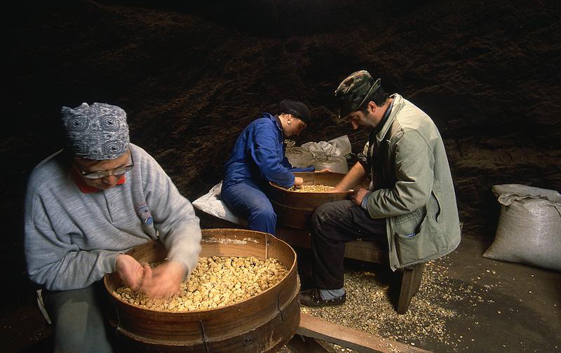 >Châtaignes : cueillette, séchage, moulin — Xavier Colombani (photo 58)