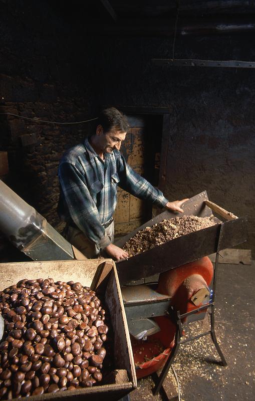 >Châtaignes : cueillette, séchage, moulin — Xavier Colombani (photo 40)