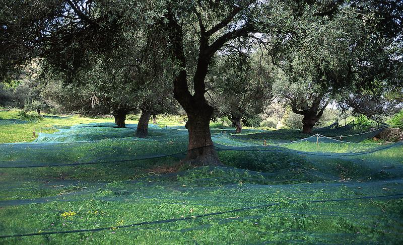 >Récolte des olives (photo 6)
