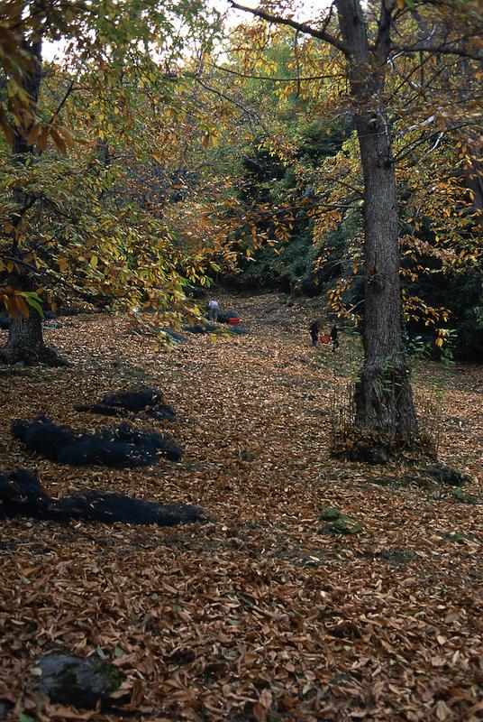 >Châtaignes : cueillette, séchage, moulin — Xavier Colombani (photo 14)