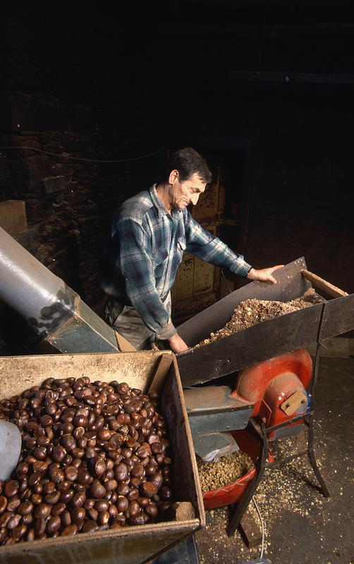 >Châtaignes : cueillette, séchage, moulin — Xavier Colombani (photo 41)