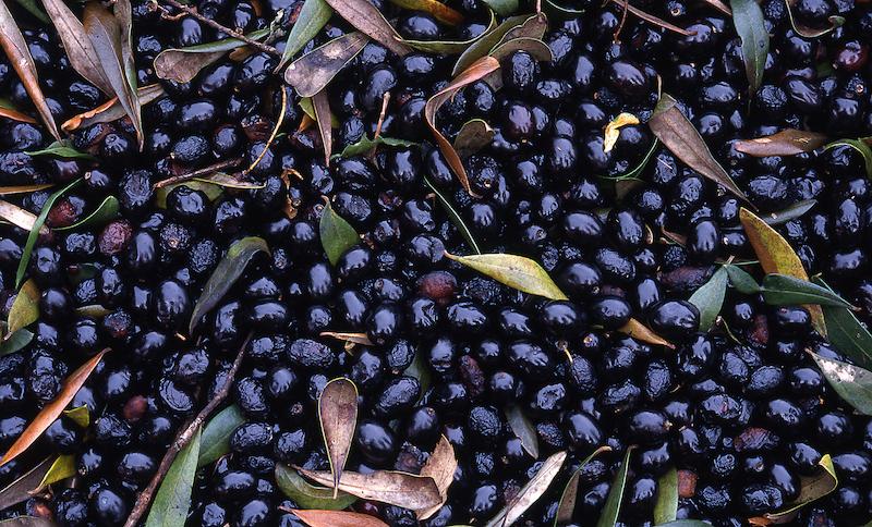 >Récolte des olives (photo 16)