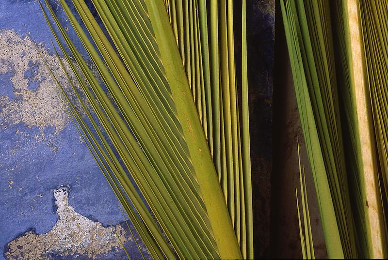 >Les Palmes - E Crucette (photo 17)