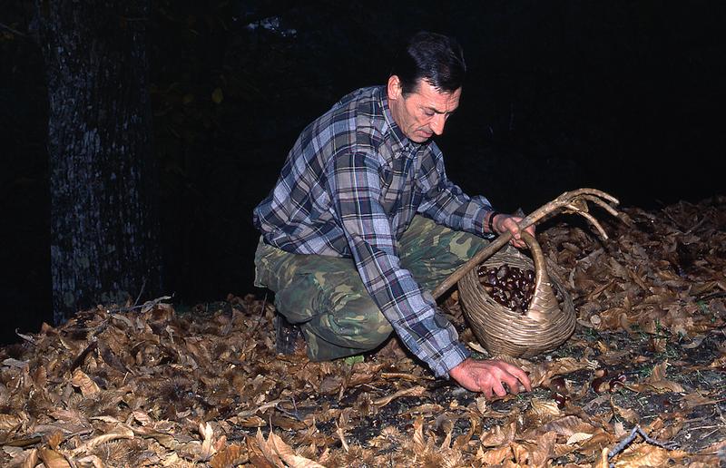 >Châtaignes : cueillette, séchage, moulin — Xavier Colombani (photo 24)