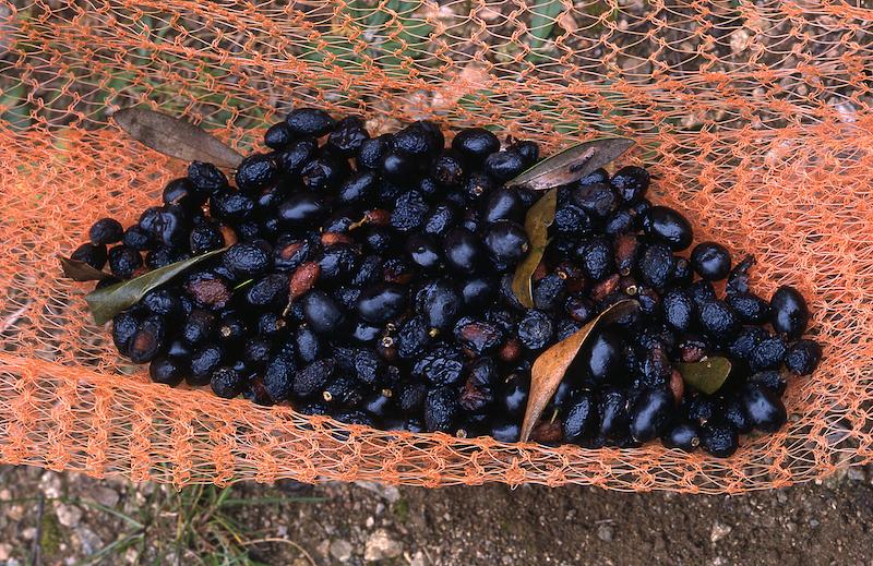 >Moulin à huile d’olive traditionnel (photo 6)