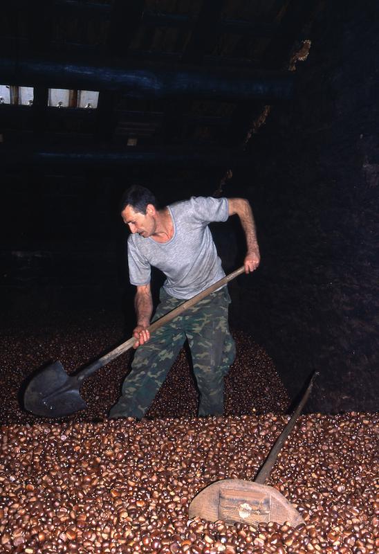 >Châtaignes : cueillette, séchage, moulin — Xavier Colombani (photo 49)