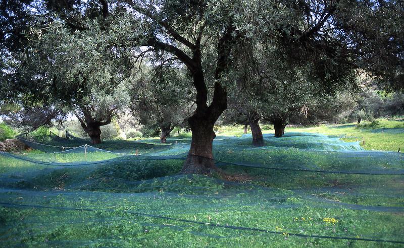 >Moulin à huile d’olive traditionnel (photo 1)