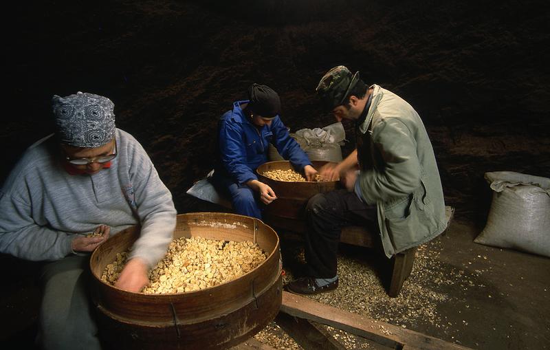 >Châtaignes : cueillette, séchage, moulin — Xavier Colombani (photo 59)