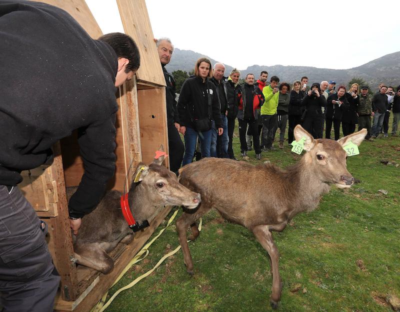 >Lâcher de cerfs (photo 8)