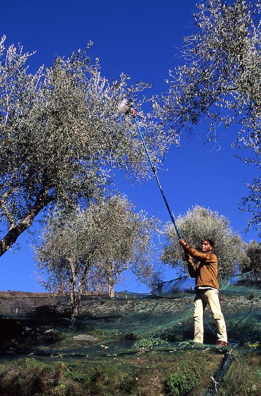 >Récolte des olives (photo 23)