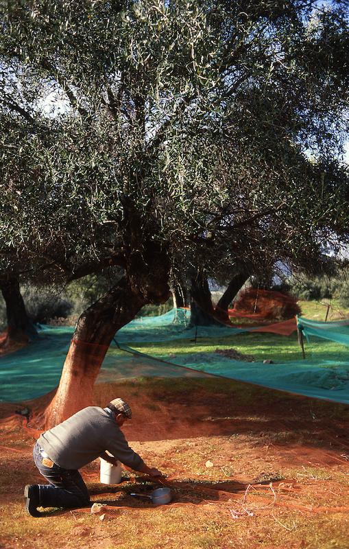 >Récolte des olives (photo 12)