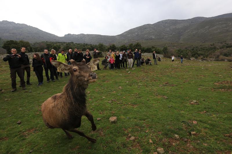 >Lâcher de cerfs (photo 2)