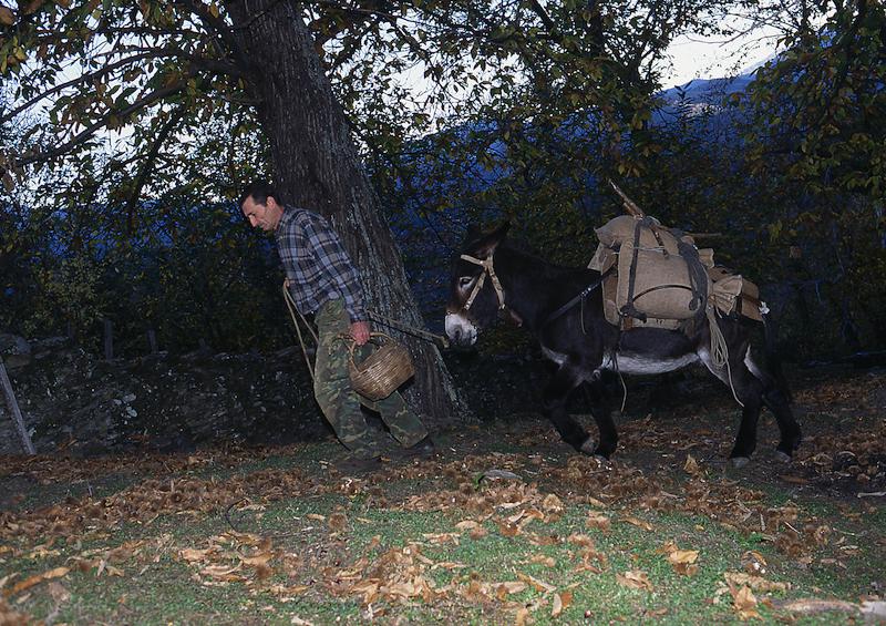 >Châtaignes : cueillette, séchage, moulin — Xavier Colombani (photo 36)