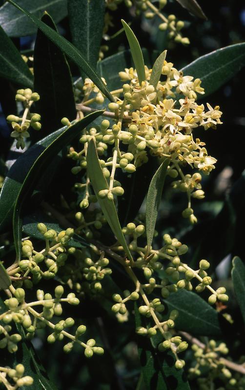 >Récolte des olives (photo 1)