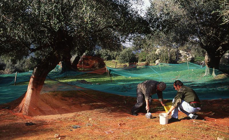 >Récolte des olives (photo 11)