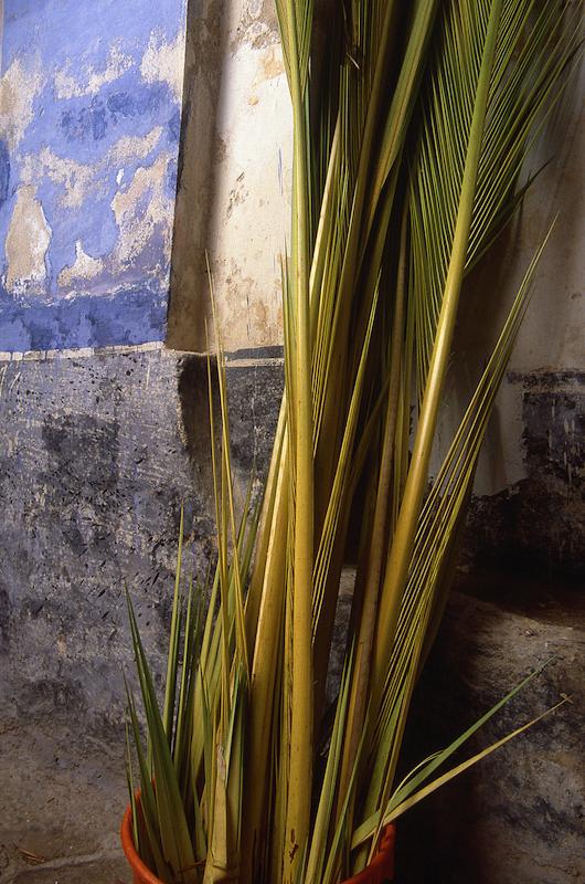 >Les Palmes - E Crucette (photo 16)