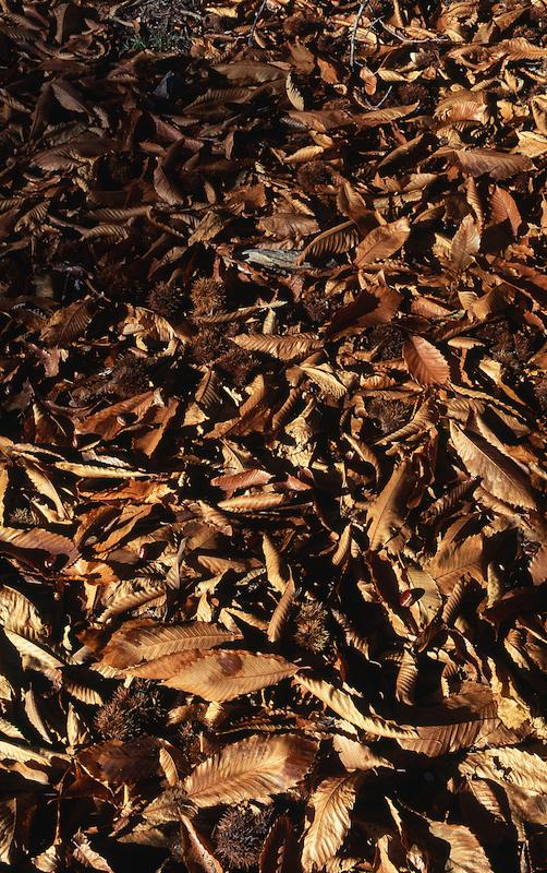 >Coutelier — Jean-Dominique Susini (photo 17)