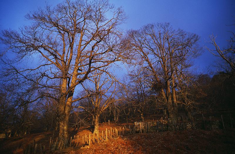 >Châtaignes : cueillette, séchage, moulin — Xavier Colombani (photo 70)