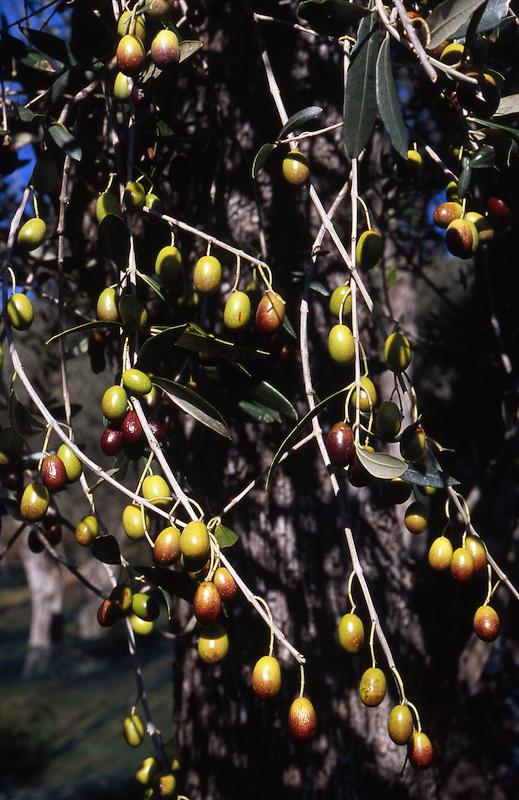 >Moulin à huile d’olive traditionnel (photo 9)