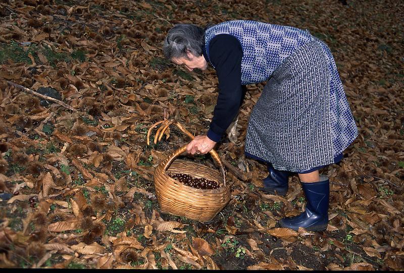 >Châtaignes : cueillette, séchage, moulin — Xavier Colombani (photo 25)