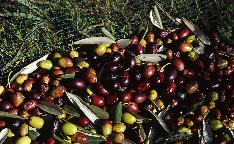 >Récolte des olives (photo 17)