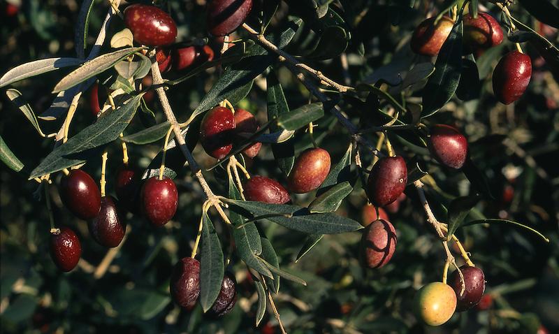 >Récolte des olives (photo 2)