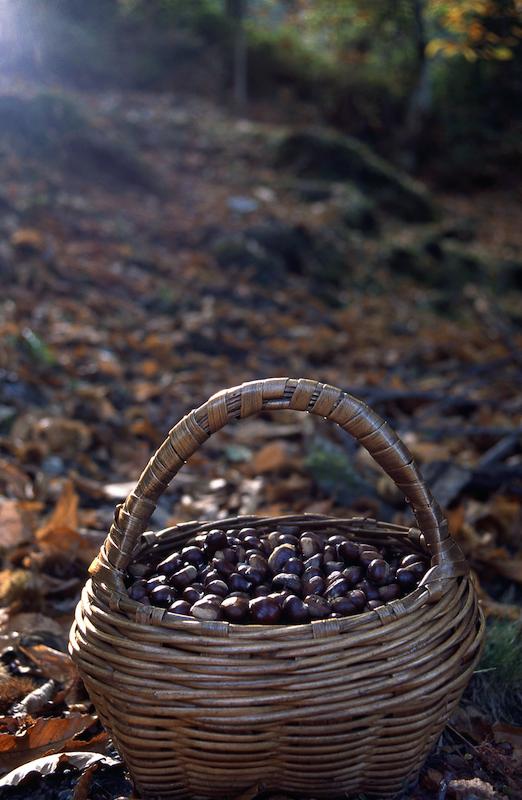 >Châtaignes : cueillette, séchage, moulin — Xavier Colombani (photo 22)