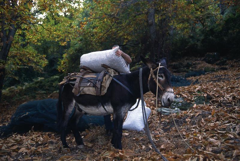 >Châtaignes : cueillette, séchage, moulin — Xavier Colombani (photo 35)